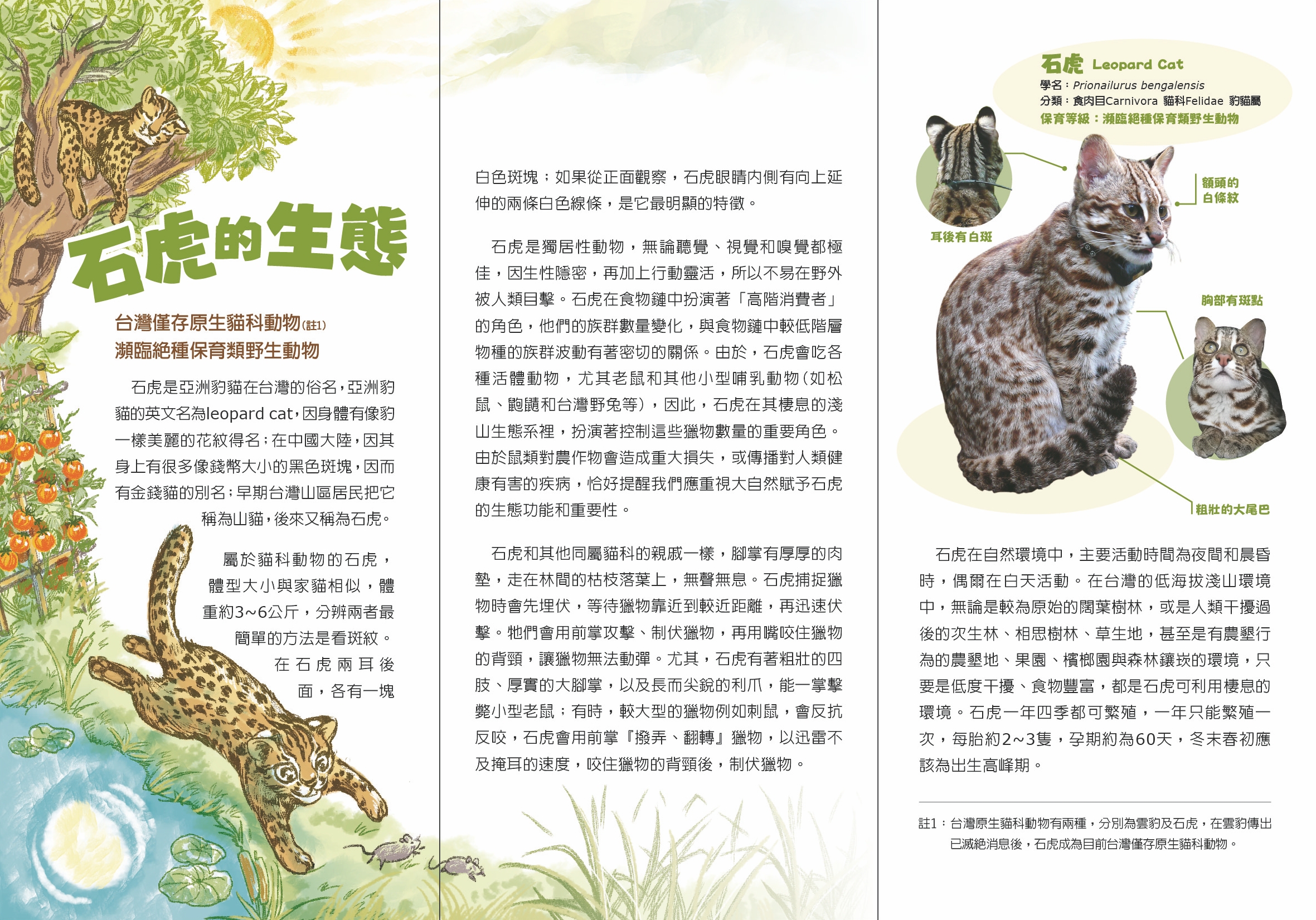 石虎的生態