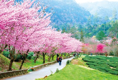 山城地區武陵農場櫻花季美景
